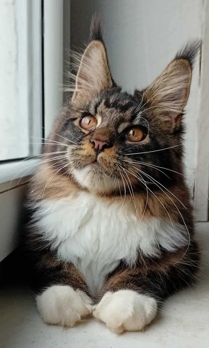 Kocurek Maine Coon z rodowodem