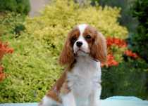 Leo Glossy Stars FCI- Cavalier King Charles Spaniel