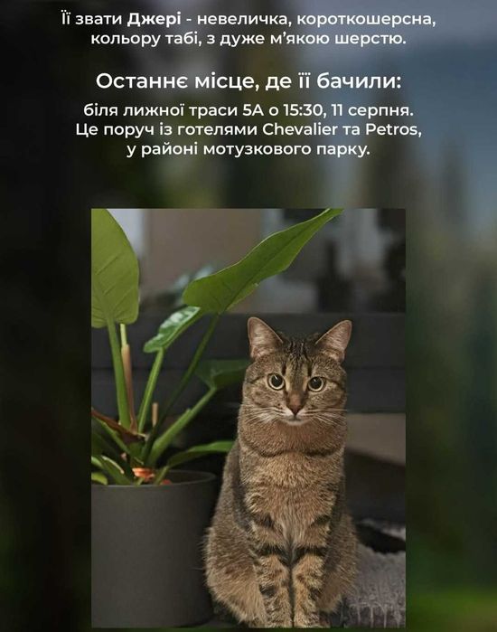 Загубився кіт кішка