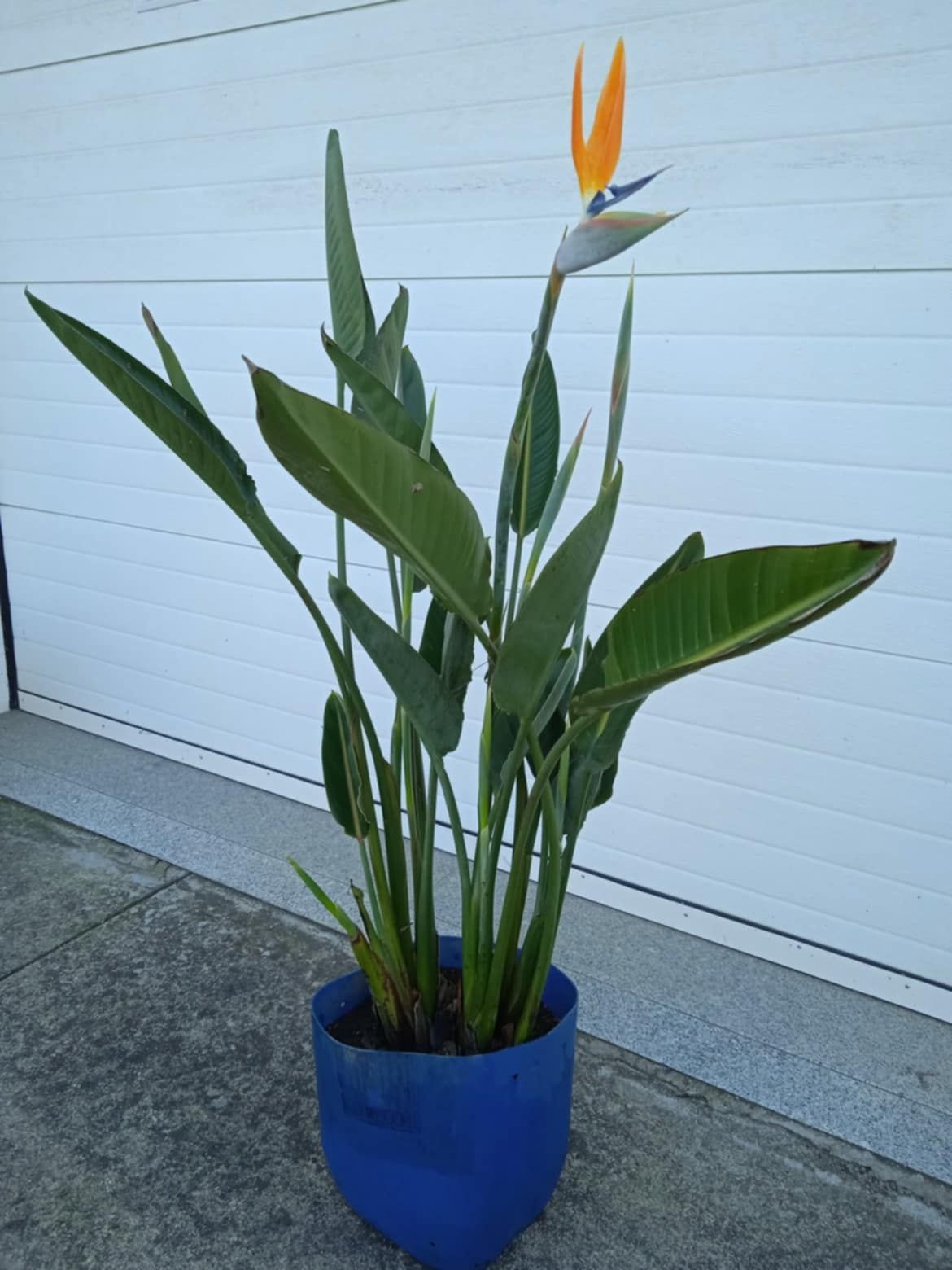 Estrelicias para jardim