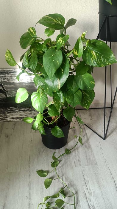 Epipremnum aureum złociste big form