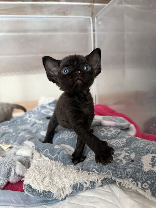 Nellson Devon rex Owieczkowy Raj*Pl zarezerwowany