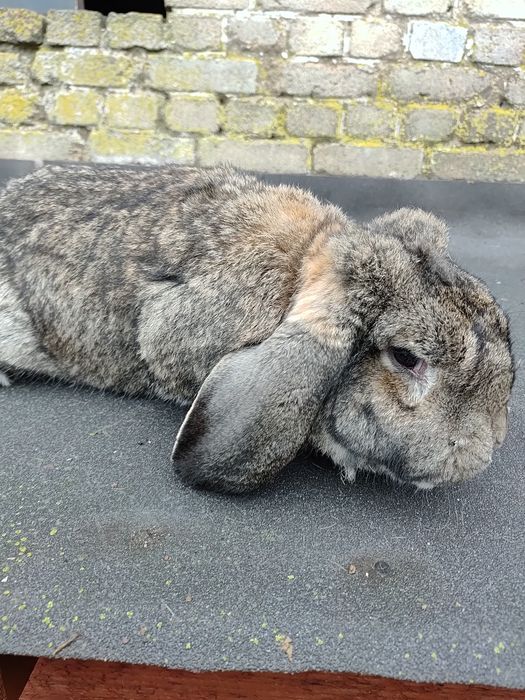Królik Baran francuski samiec
