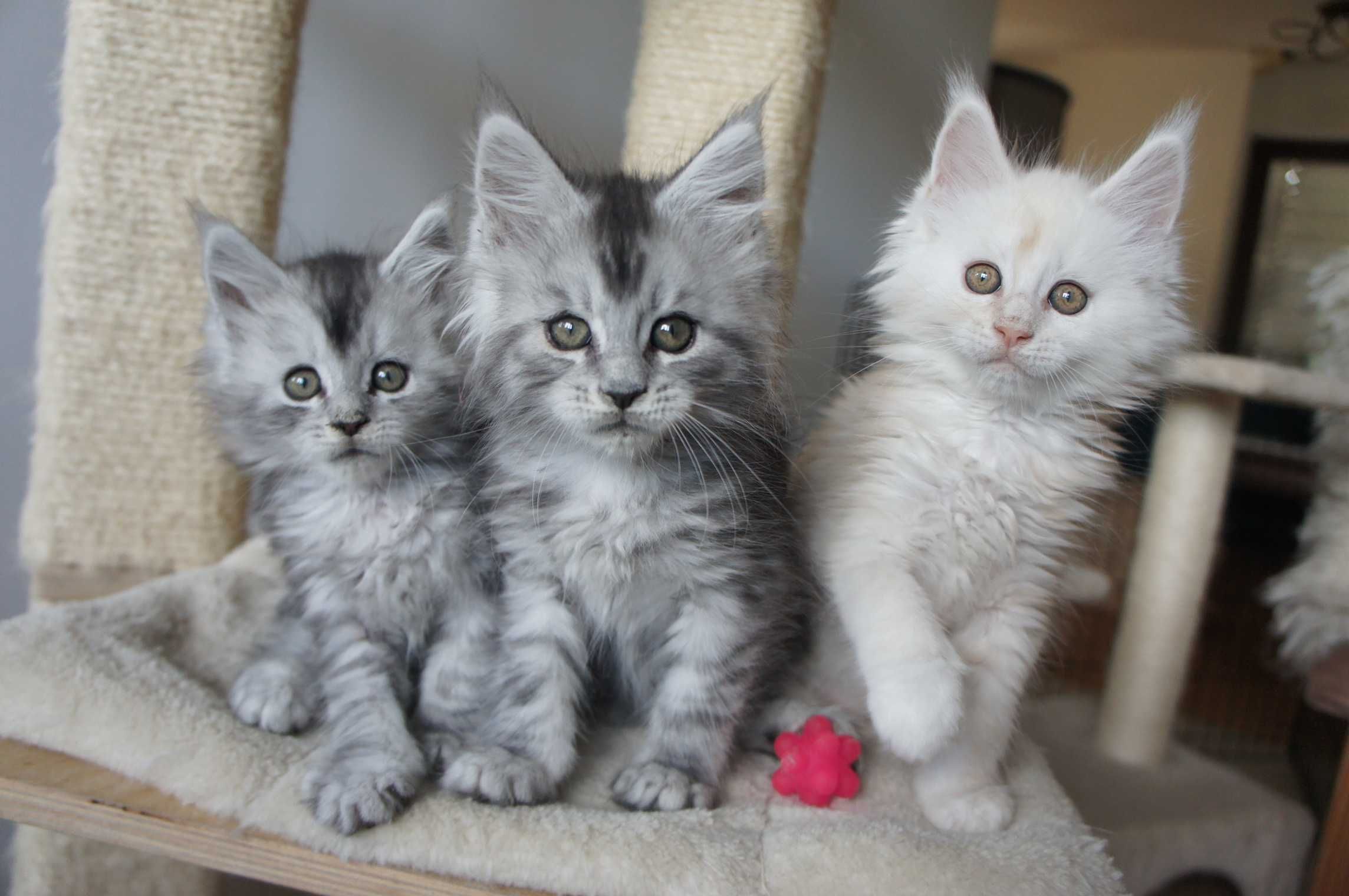 kocurek - Maine Coon - piękny i miły - FPL