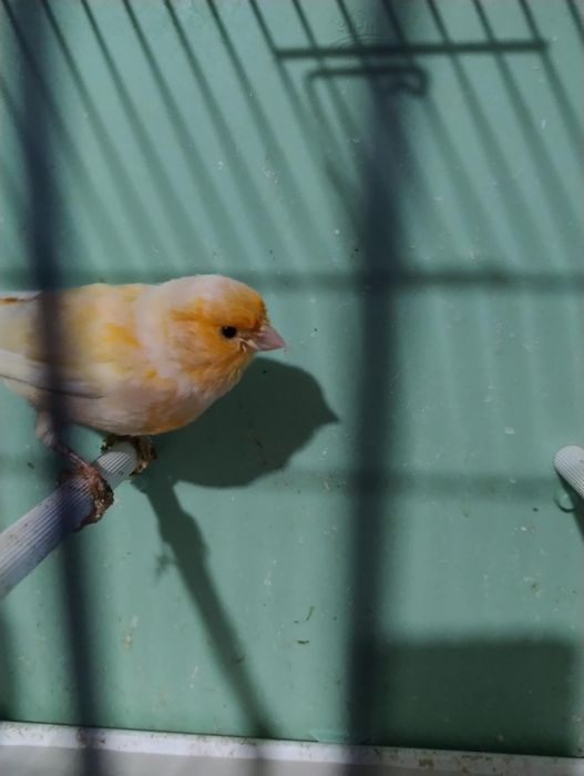 Kanarki likwidacja hodowli