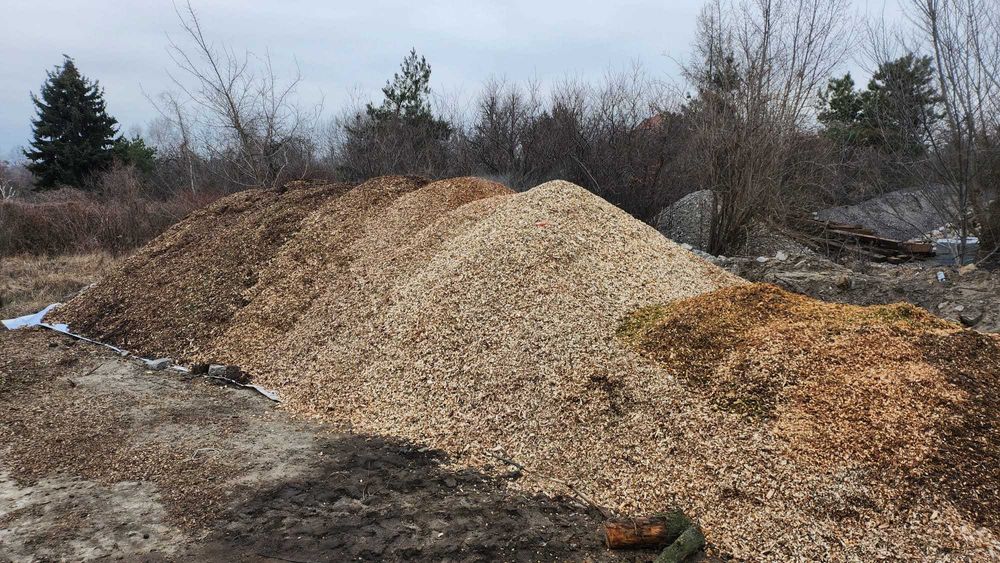 ZRĘBKA ZR3BKIi drzew liściastych i iglastych. Wrocław i okolica