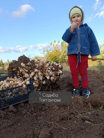 Топінамбур топинамбур земляна груша