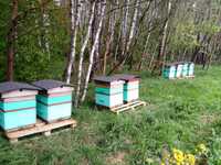 Odkłady pszczele 2024 - ramka warszawska poszerzana lub dadant