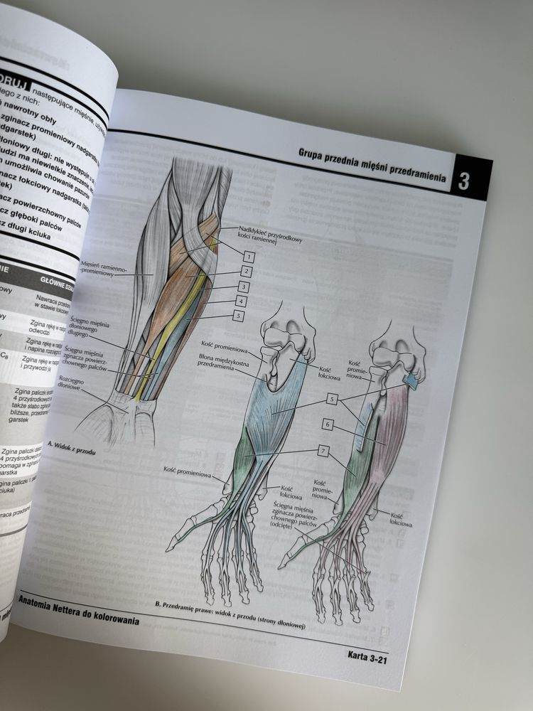 Atlas anatomiczny Nettera do kolorowania