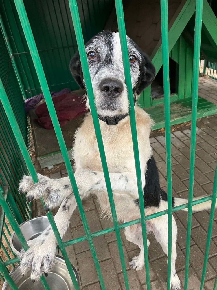 Hans w typie wyżła poleca się do adopcji