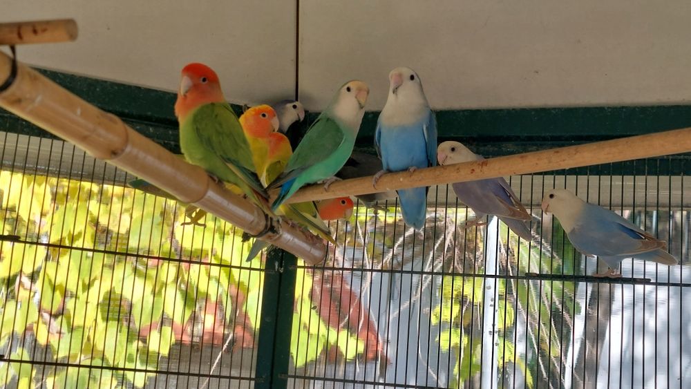 Rosicolies várias mutações