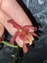 Орхідея Камбрія, уцінка