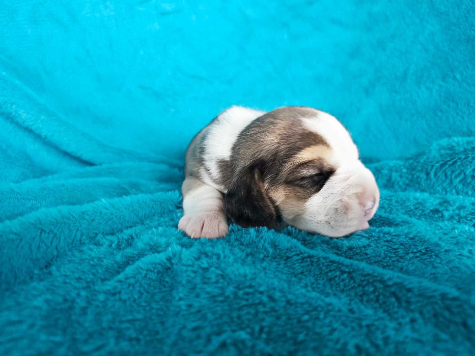 BEAGLE- szczeniak ZKwP , mniejszy w typie