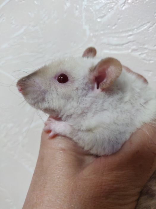 Крысята щурики Дамбо ,стандарт