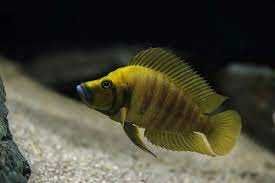 GB TANGANIKA Compressiceps Gold Head, Calvus Gold - dowóz ryb!