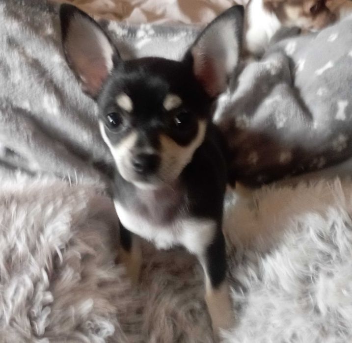 Suczka Chihuahua krótkowłosy