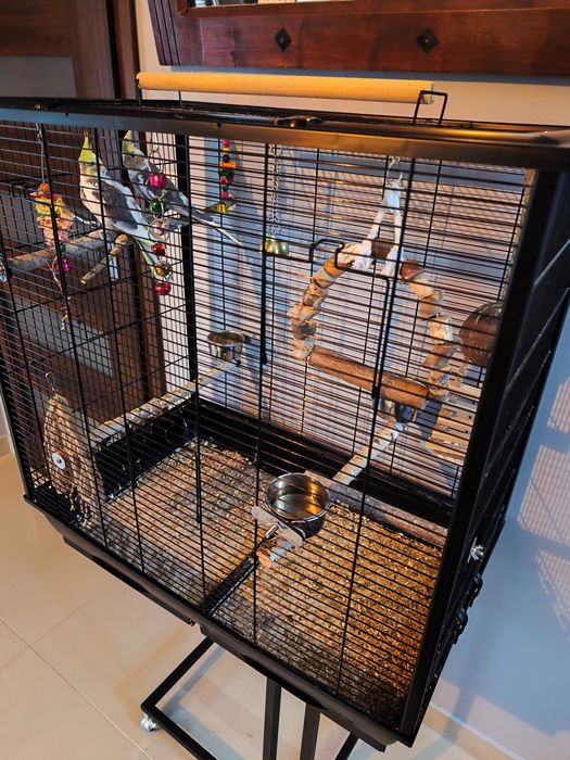 Duża klatka dla ptaków z pełnym wyposażeniem i parą papug nimf