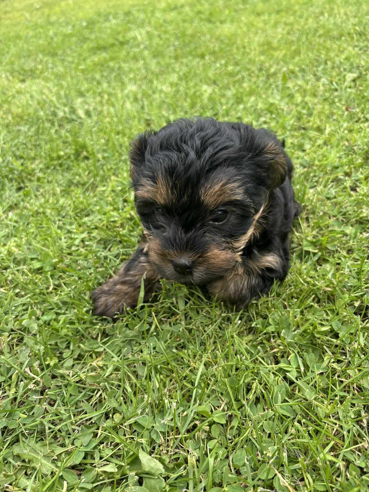 Szczeniak Yorkshire Terrier
