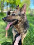 Sunia owczarek niemiecki do adopcji!
