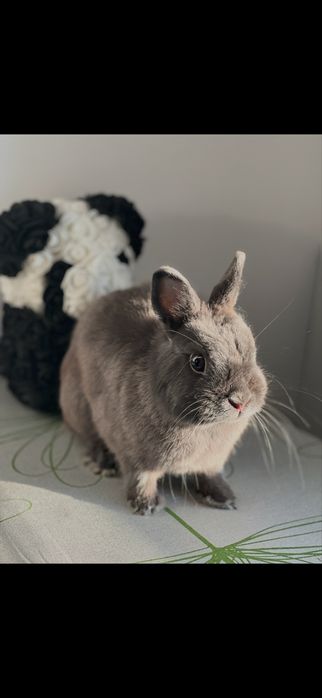 кролик нидерландский карлик