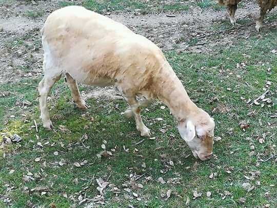 Troco animais de quinta por fardo feno