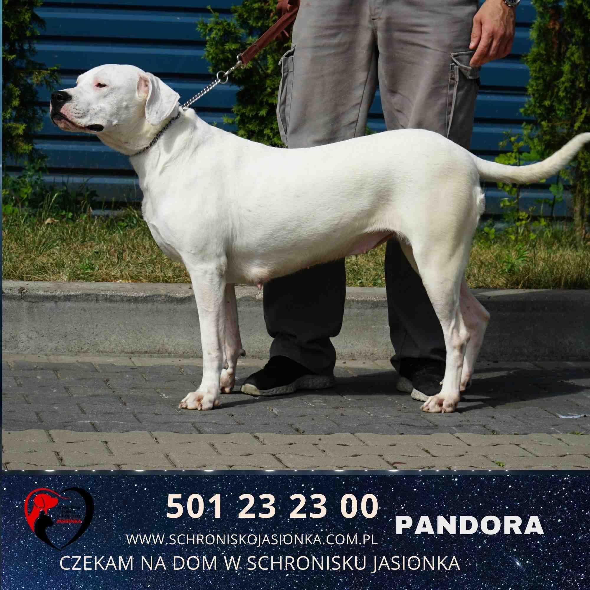 Dog Argentyński Pandora szuka domu -aktualne