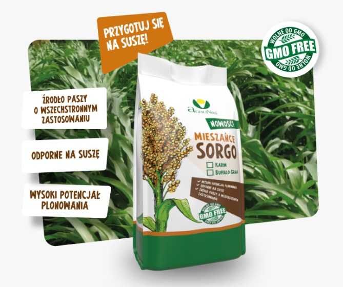 Sorgo Karim, Nasiona sorgo, trawa sudańska na suche tereny, sorgo
