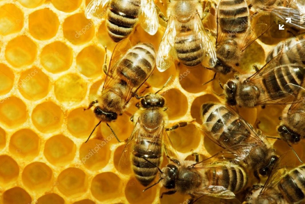 Продам бджоли, бджолопакети Карпатської породи