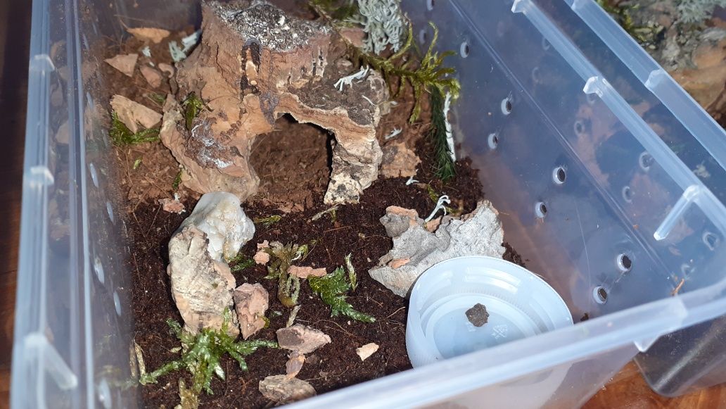 Aphonopelma anax l7