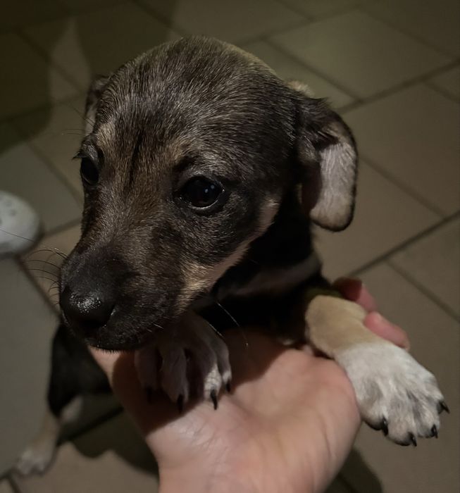 Щенок в хорошие руки