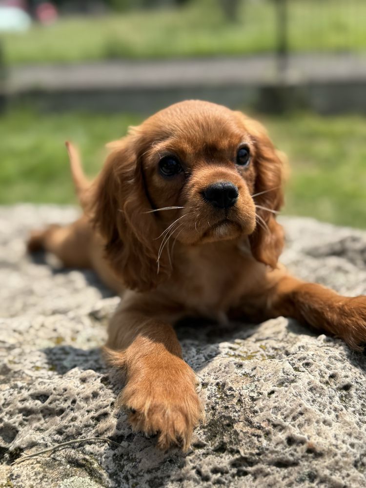 Piesek ruby -Cavalier King Charles Spaniel