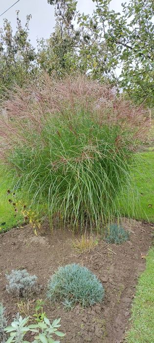 Trawy ozdobne okazja