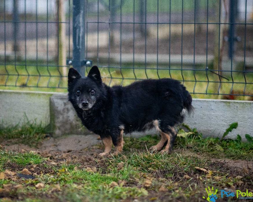 TEKIELI-Malutki czarny staruszek szuka kochającego domu