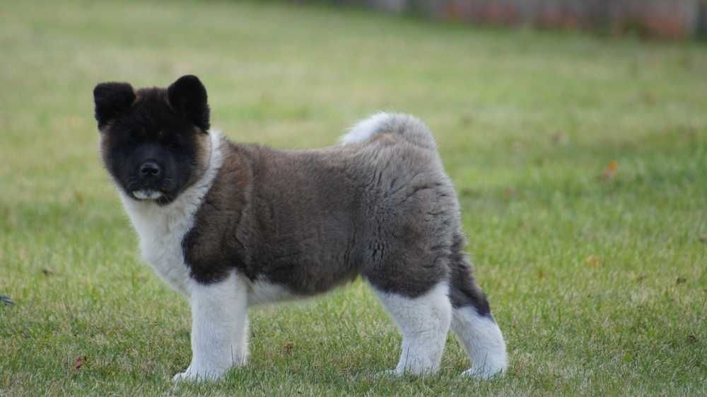 Akita Amerykanska FCI