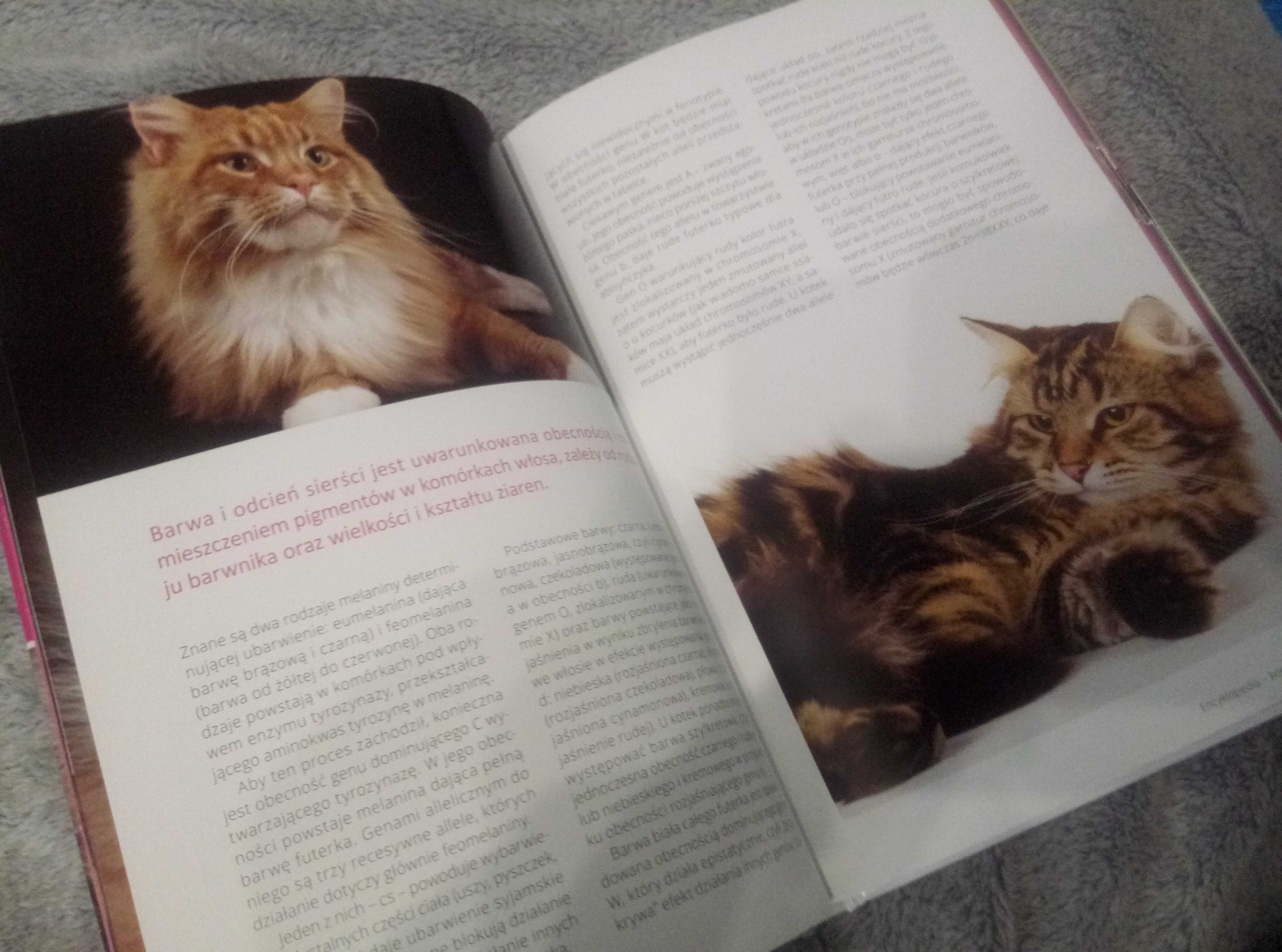 Koty rasowe encyklopedia 191 stron