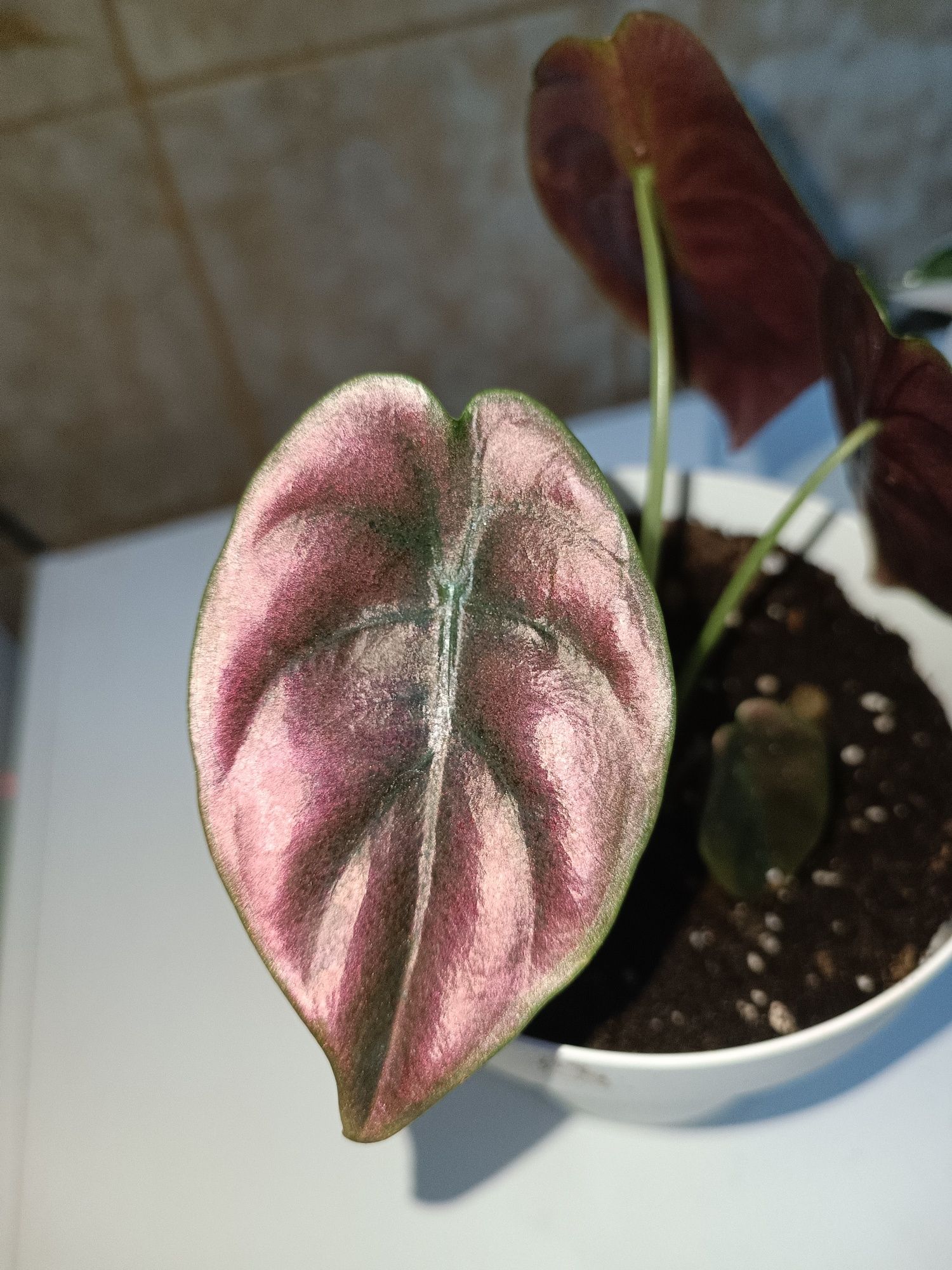 Alocasia Cuprea "Red Secret"