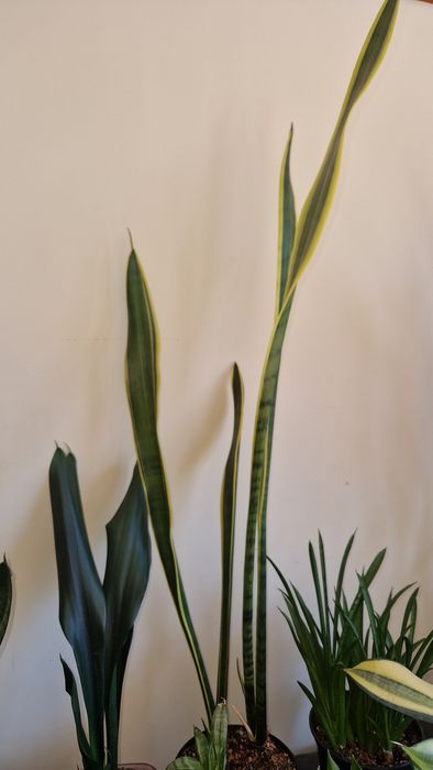 Коллекційна сансевієрія, sansevieria