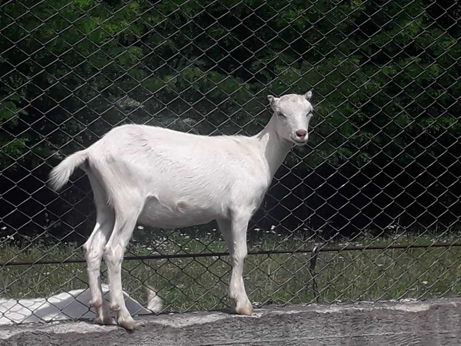 Кізлята зааненка+ламанч