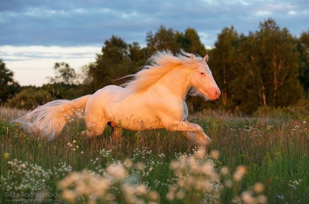 Tinker ogierek  cob