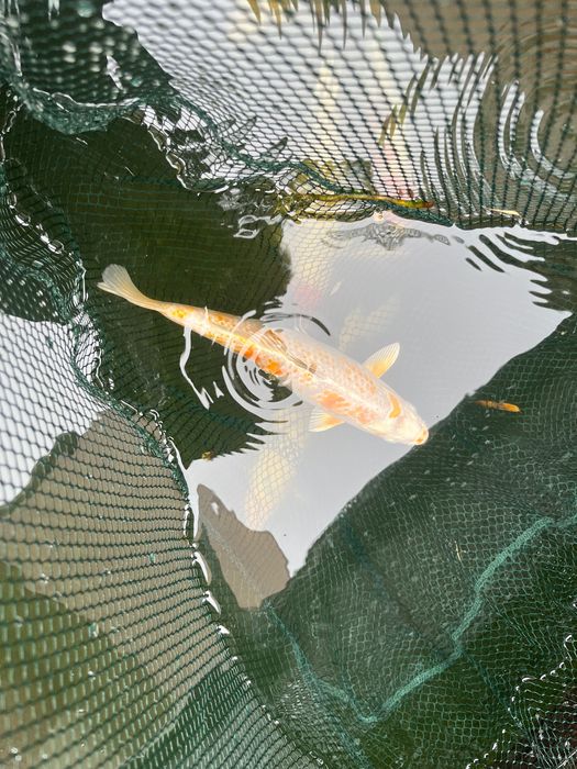 Carpas koi com grande quantidade