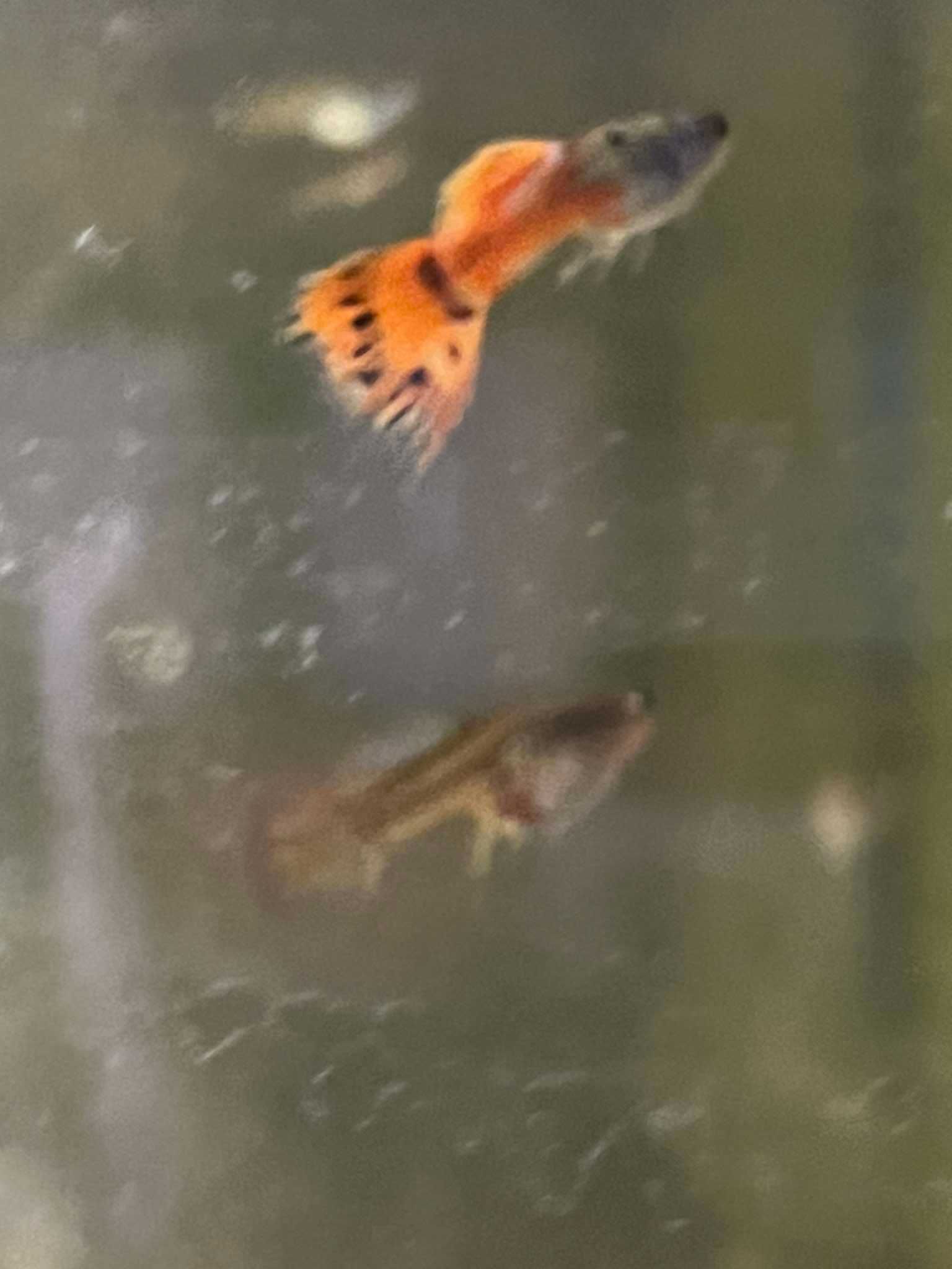 Poecilia reticulata - gupik  "strawberry"