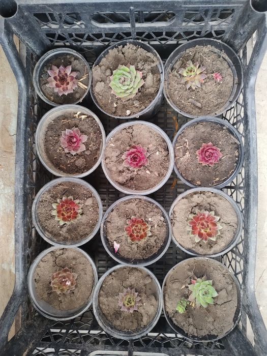 Молодила для альпійських гірок