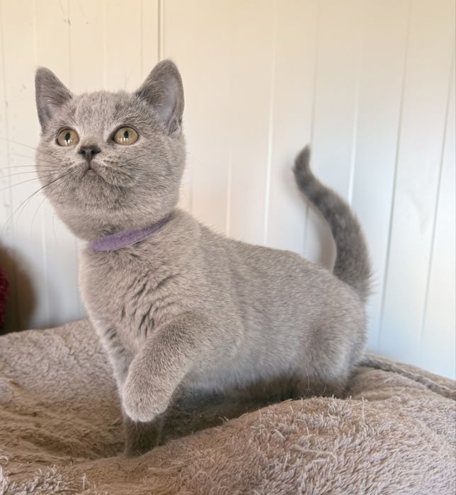 Kot brytyjski / kotka brytyjska