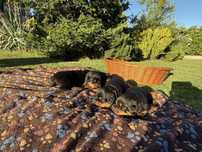 Rottweiler, szczeniak, piesek, ZKwP