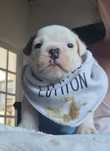 Bulldogs Ingleses