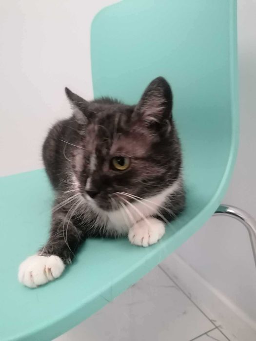 Kotka w typie karpati szuka pilnie domu choćby tymczasowego!!