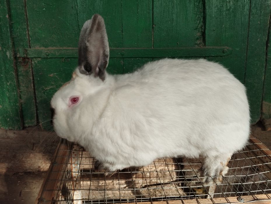 Кролі кролики на плем'я