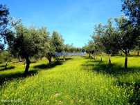 88ha c/ Olival, Cortiça, Floresta e terra p/ novas plantações. Port...