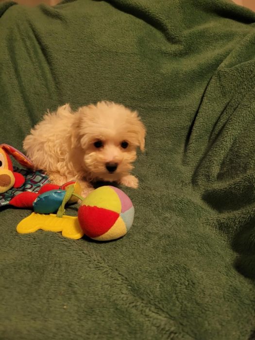 Maltipoo suczka Warszawa maltańczyk pudel
