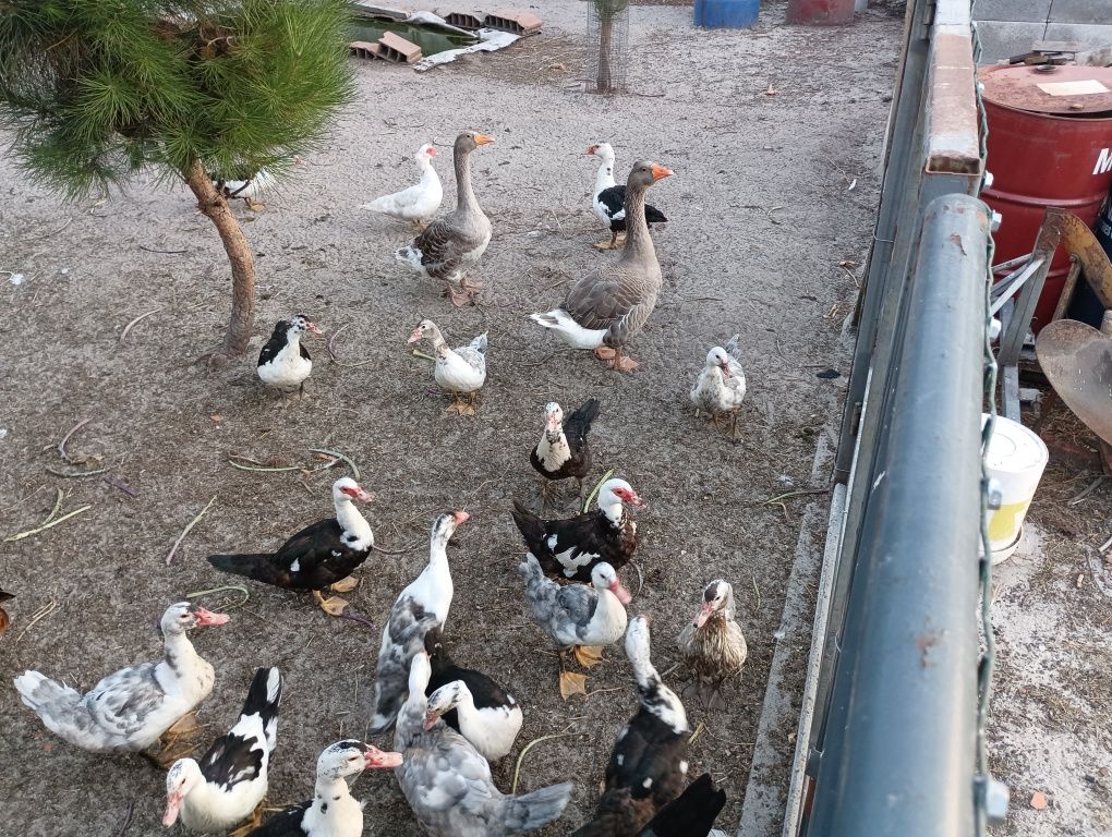 Patos mudos caseiros